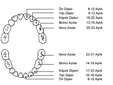 Diş Çıkarma Tablosu Diş Çıkarma Sıralaması Nasıldır