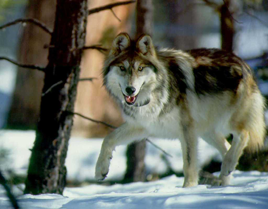 Beyaz Dişlerin Özellikleri ve Tavsiyeler