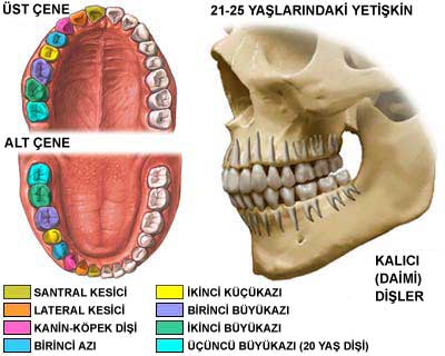 Di Ars Nedenleri