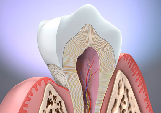 Diş Anatomisi